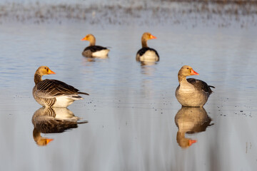 Greylag goose