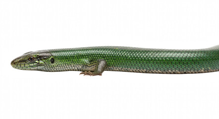 Fototapeta premium Green Skink Lizard with Shiny ScalesKeywords: