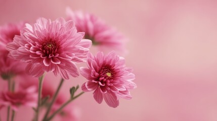 Obraz premium Delicate Pink Chrysanthemum Flowers Against a Soft Pink Background for Floral Design and Nature Inspiration