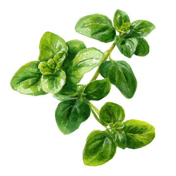 A watercolor painting of Oregano, vector illustration on white background.
