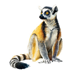 Watercolor vector illustration of Lemur, isolated on white background. © Andrews
