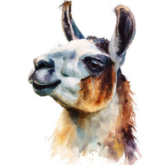 Fototapeta premium Llama in watercolor style, vector illustration, isolated on white background.
