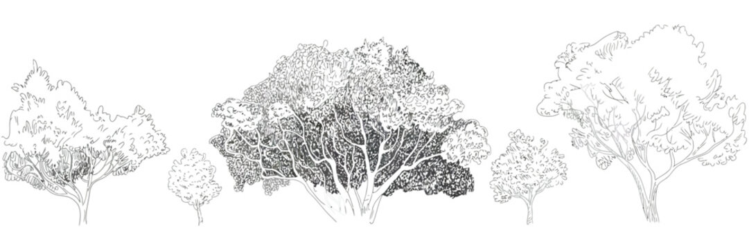 Cad tree collection featuring line drawings, set of trees for landscape and urban design projects, ideal for architecture plans and modeling.