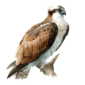 Osprey, watercolor painting, vector illustration, isolated on a white background.