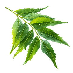 Watercolor vector illustration of Neem Leaf, isolated on white background.