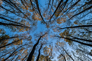 all Foliage Canopy in a Tranquil Forest