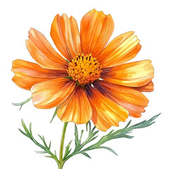 Cosmos Flower, watercolor illustration vector, isolated on a white background.