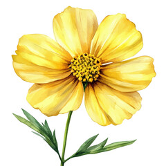 watercolor vector of Coreopsis Flower, isolated on a white background.