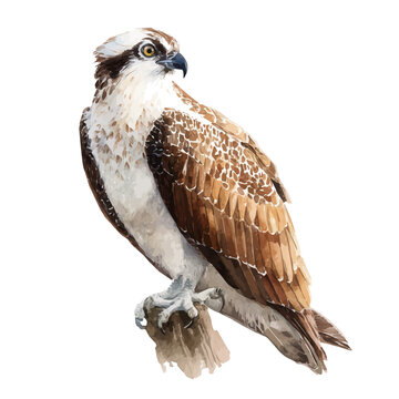 A watercolor painting of Osprey, vector illustration on white background.
