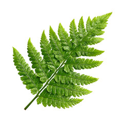 A single green fern leaf showcasing its intricate fronds isolated on a clean white background