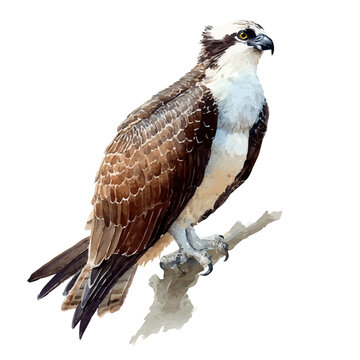 A watercolor painting of Osprey, vector illustration on white background.