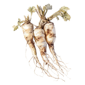 Marshmallow Root, watercolor painting, vector illustration, isolated on a white background.