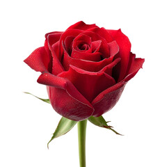 A single vibrant red rose with dew drops isolated on a clean white background symbolizing love and beauty
