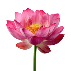 Vibrant pink lotus flower in full bloom isolated on a white background symbolizing purity and serenity