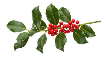 A sprig of holly with bright red berries and green leaves isolated on a transparent background for christmas