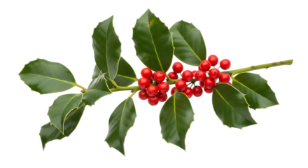 A sprig of holly with bright red berries and green leaves isolated on a transparent background for christmas