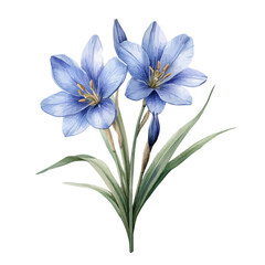 Naklejka premium watercolor vector of Chionodoxa Flower, isolated on a white background.