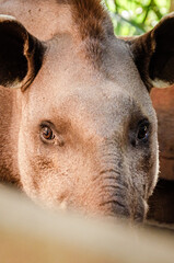 Obraz premium Lowland Tapir in Brazilian Pantanal