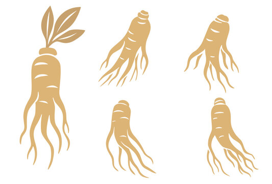  Ginseng root vector illustration isolated on white background.Vector eps 10.	
