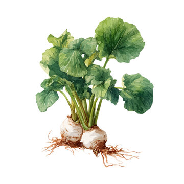 Marshmallow Root, watercolor painting, vector illustration, isolated on a white background.
