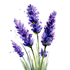Obraz premium Lavender in watercolor style, vector illustration, isolated on white background.