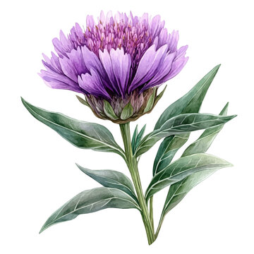 Centaurea Flower, watercolor painting vector, isolated on a white background.