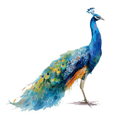 Obraz premium Peacock in watercolor style, vector illustration, isolated on white background.