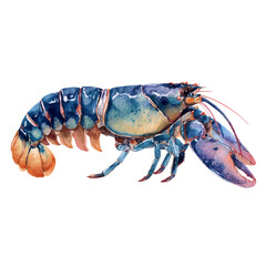 A watercolor painting of Lobster Tail, vector illustration on white background.