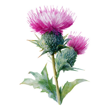A watercolor painting of Milk Thistle, vector illustration on white background.