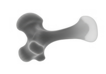 3d rendered femur bone model with isolated background for medical