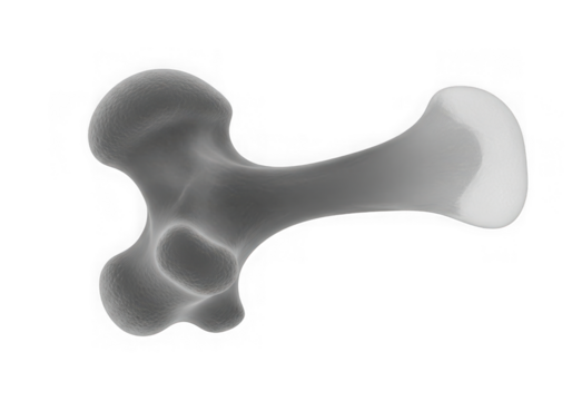 3d rendered femur bone model with isolated background for medical
