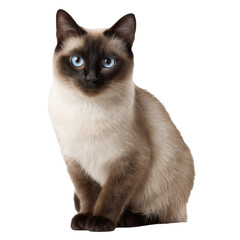 Siamese cat full body png feline png pet png blue eyes png elegant png animal png whiskers png domestic png breed png graceful png transparent background image
