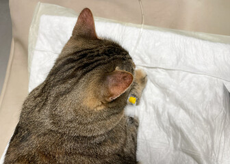 Cat resting on a medical pad in a veterinary clinic with an IV cannula inserted for treatment. Close-up scene showing professional pet care, hydration therapy and clinical animal healthcare.