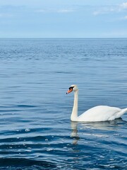 swans on the sea coast