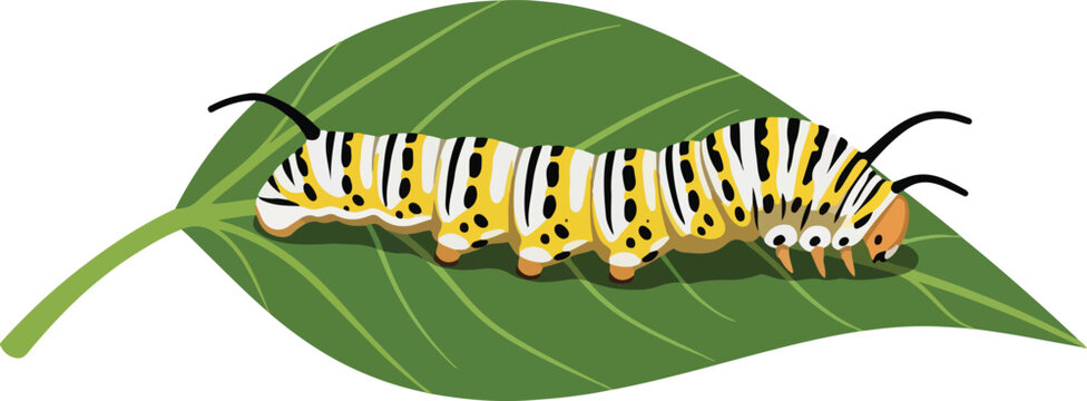 Caterpillar resting on a green leaf showcasing natural beauty and vibrant colors.