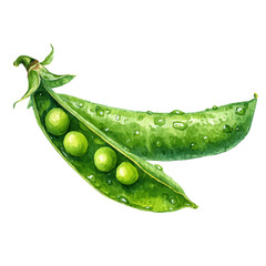 Watercolor vector illustration of Pea Pod, isolated on white background.