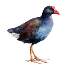A watercolor painting of Moorhen, vector illustration on white background.