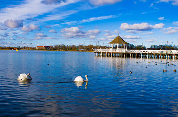 Łabędzie płynące po Drwęcy w Ostr&oacute;dzie 2025