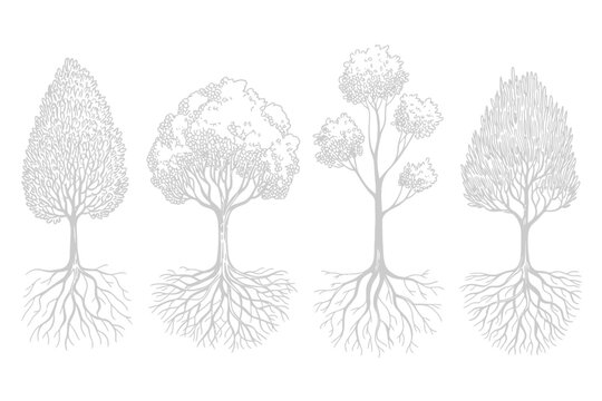 Architecture set of trees with roots vector featuring pine, spruce, and oak contour illustrations, ideal for landscape design, garden planning, environmental projects, and educational purposes.