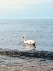 swans on the sea coast