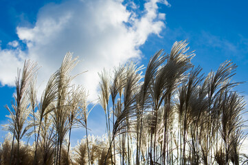 Trawa pampasowa na tle błękitnego nieba 2025
