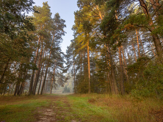 Forest with a path through it