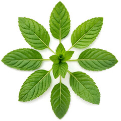 mint, leaf, herb, isolated, fresh, leaves, peppermint, plant, nature, medicine, food, herbal, ingredient, spearmint, white, freshness, spice, aroma, healthy, closeup,  menthol, aromatic, green, macro