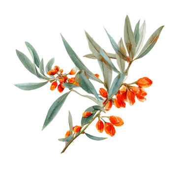 Watercolor vector illustration of Oleaster, isolated on white background.
