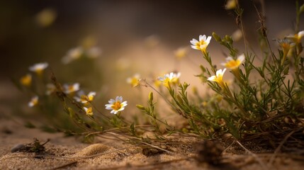 Beautiful wildflowers blooming on sandy ground with soft sunlight casting a warm glow, creating a serene and tranquil natural environment in nature.