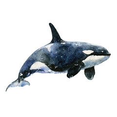 Fototapeta premium A watercolor painting of Orca, vector illustration on white background.