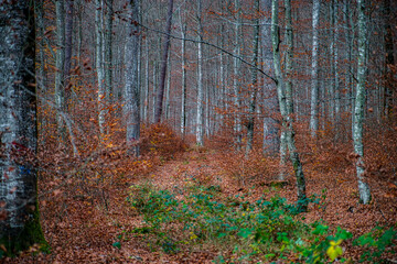 Autumn forest colorful view