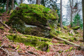 Autumn forest colorful view