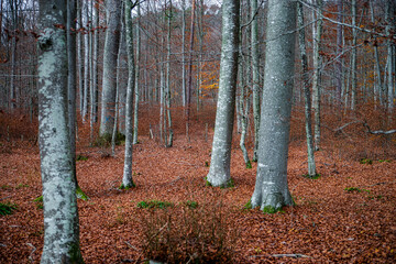 Autumn forest colorful view