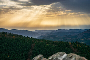 Autumn forest colorful view